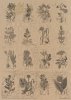 Zestaw papierów - Herbarium*Set of papers - Herbarium*Reihe von Papieren - Herbarium* Conjunto de papeles - Herbario* Conjunto de papeles - Herbario